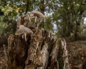 harry harleman verval in de natuur