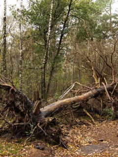 rogier pullens verval in de natuur oktober 2023 02 img